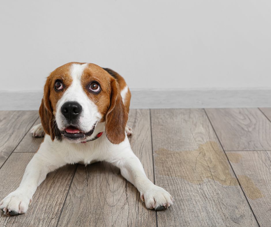 Sanitary Solutions: Effective Products for Keeping Your Dog's Living Space Clean