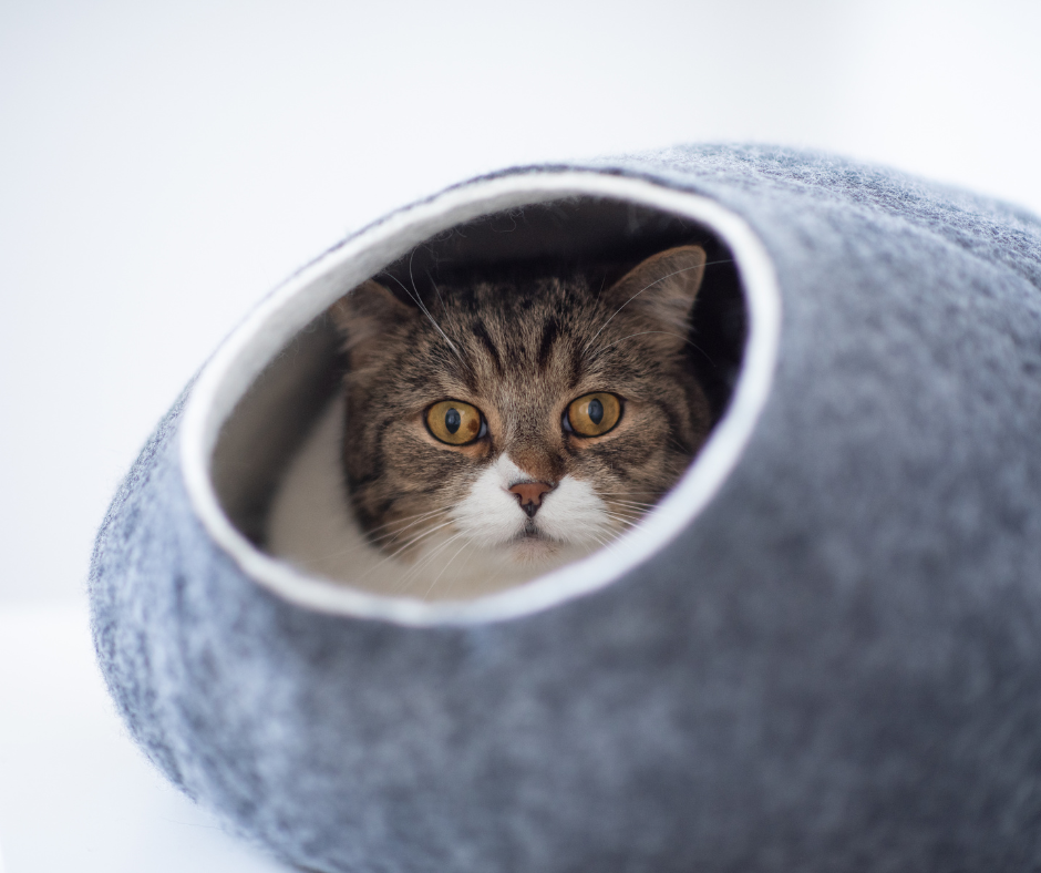Best Cat Beds for Your Kitty to Curl Up for a Cozy Nap