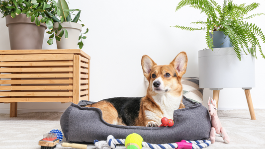 Paws and Play: The Crucial Role of Pet Toys in Your Furry Friend’s Life