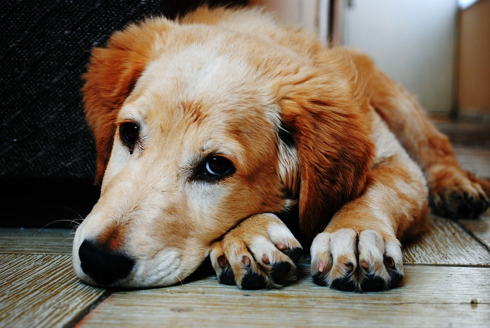 Separation Anxiety in Dogs Explained