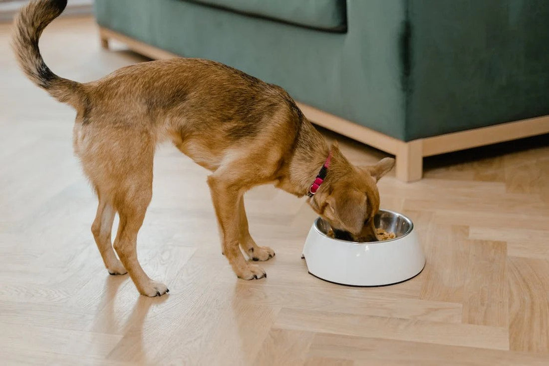 How Much Nutritional Requirements Do Pets Need