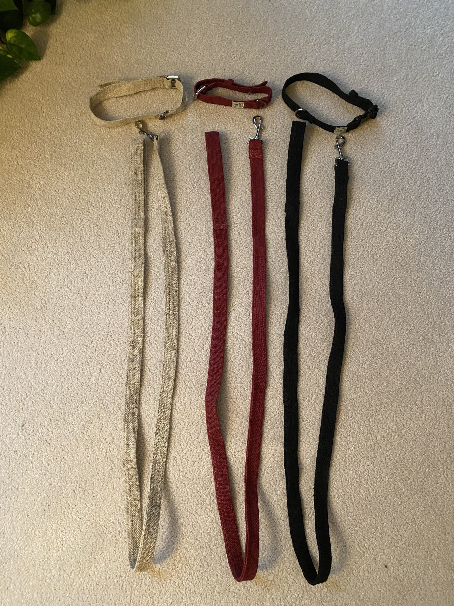 Dog Collar and Leashes Set
